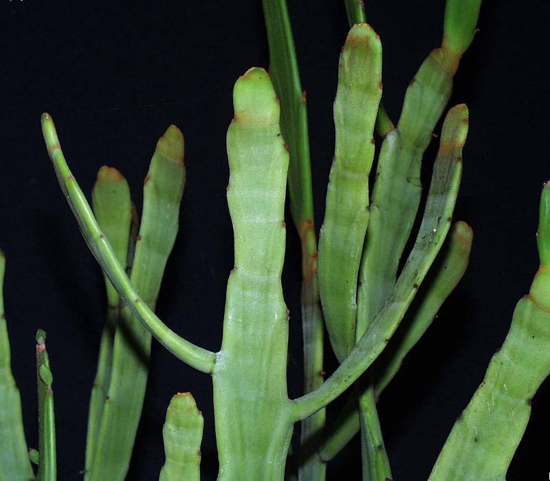 Euphorbia enterophora ssp. crassa