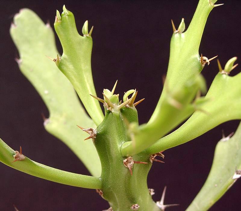 Euphorbia epiphylloides