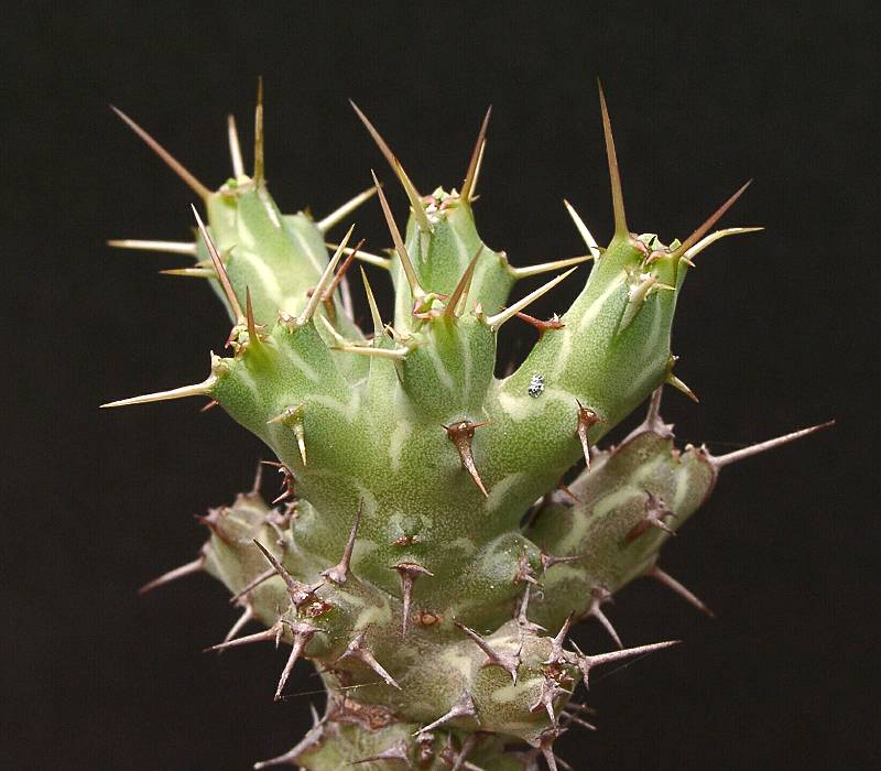 Euphorbia erigavensis