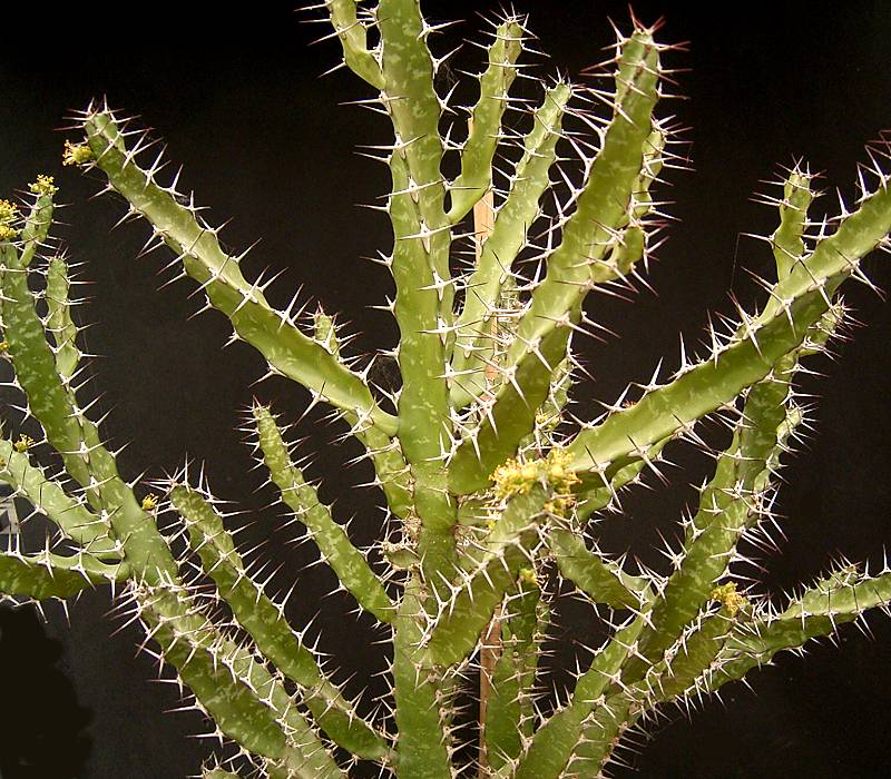 Euphorbia evansii