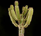 Euphorbia excelsa