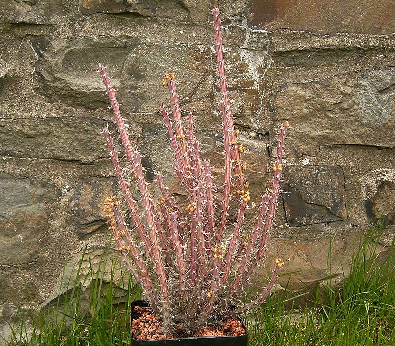 Euphorbia eyassiana