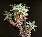 Euphorbia fianarantsoae