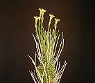 Euphorbia filiflora