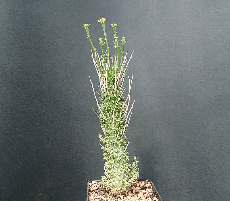 Euphorbia filiflora