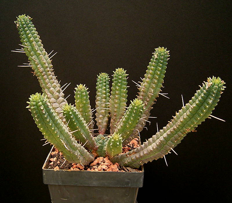 Euphorbia fimbriata
