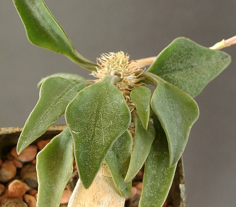 Euphorbia francoisii var. francoisii