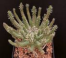 Euphorbia fusca