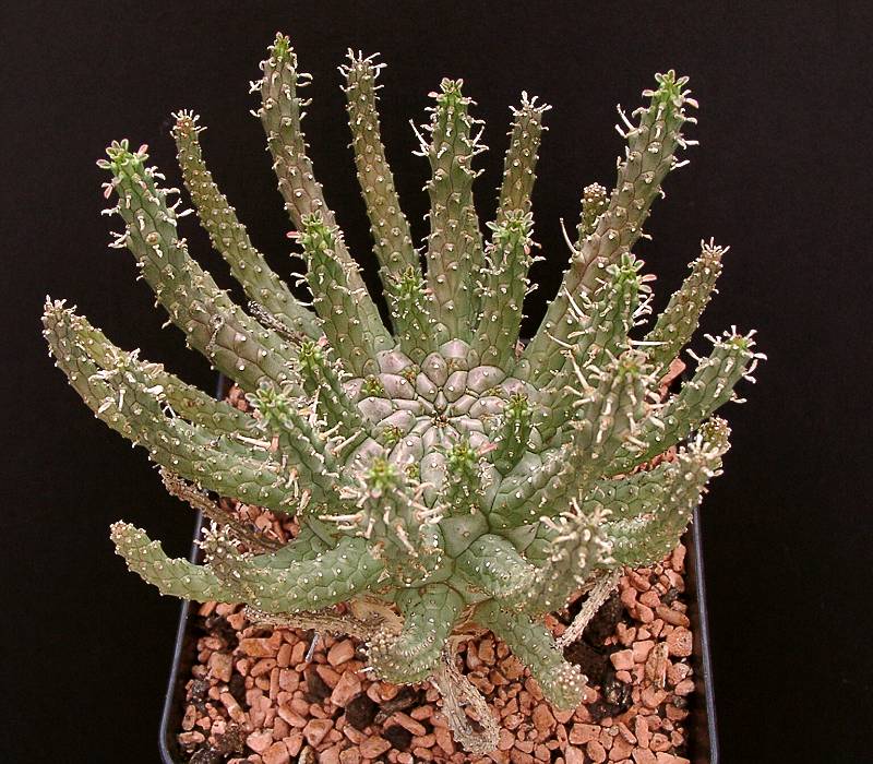 Euphorbia fusca