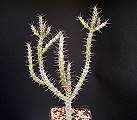 Euphorbia galgalana