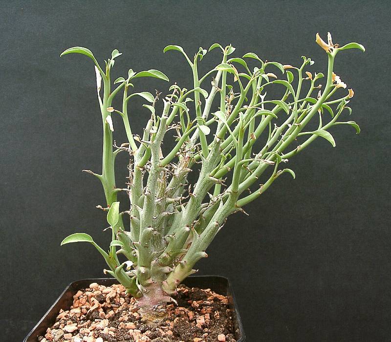 Euphorbia gariepina