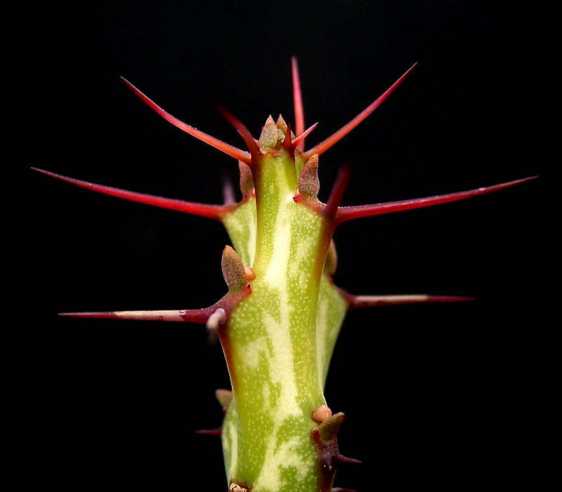 Euphorbia gemmea