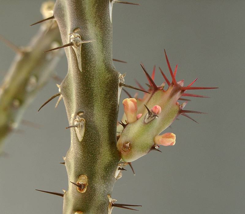 Euphorbia gillettii ssp. tenuior