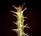 Euphorbia glochidiata