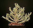 Euphorbia godana