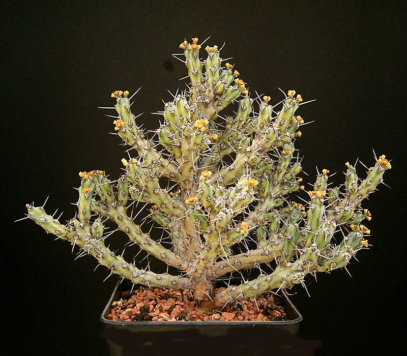 Euphorbia godana