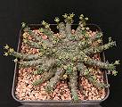 Euphorbia gorgonis