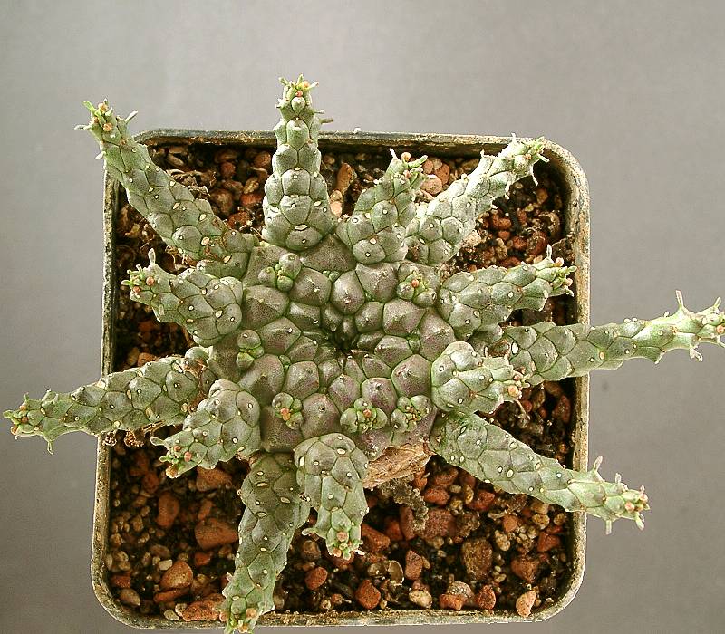Euphorbia gorgonis