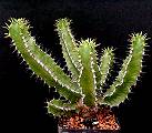 Euphorbia graniticola