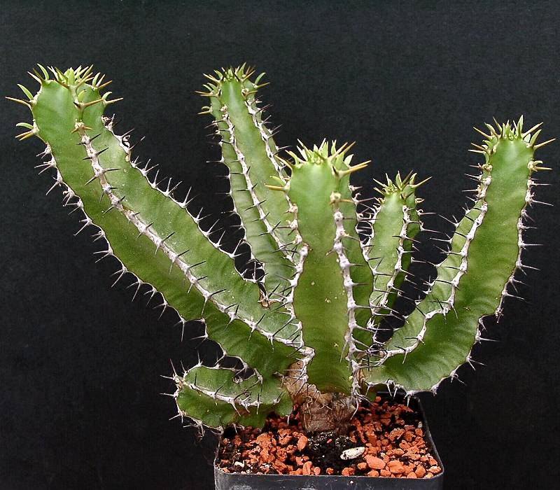 Euphorbia graniticola