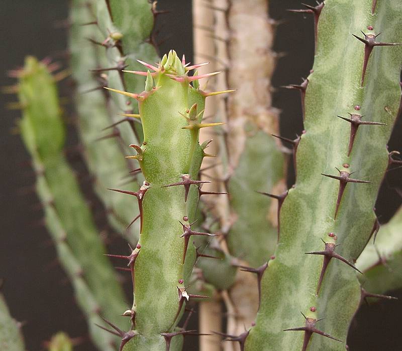 Euphorbia greenwayi var. breviaculeata