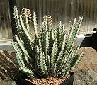 Euphorbia greenwayi var. greenwayi