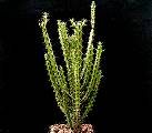 Euphorbia griseola ssp. mashonica