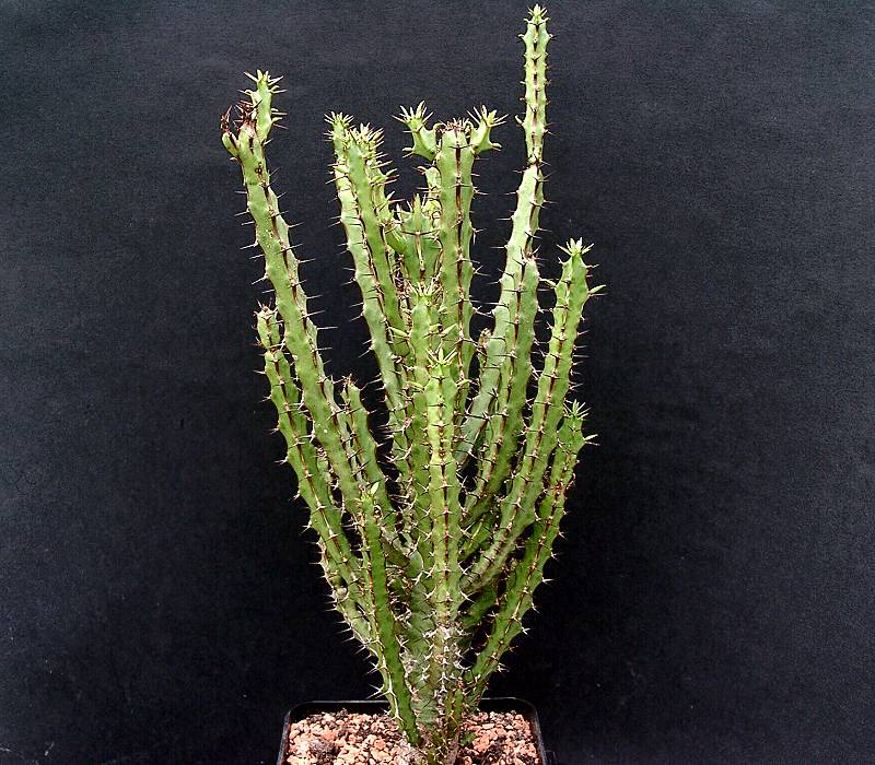 Euphorbia griseola ssp. mashonica