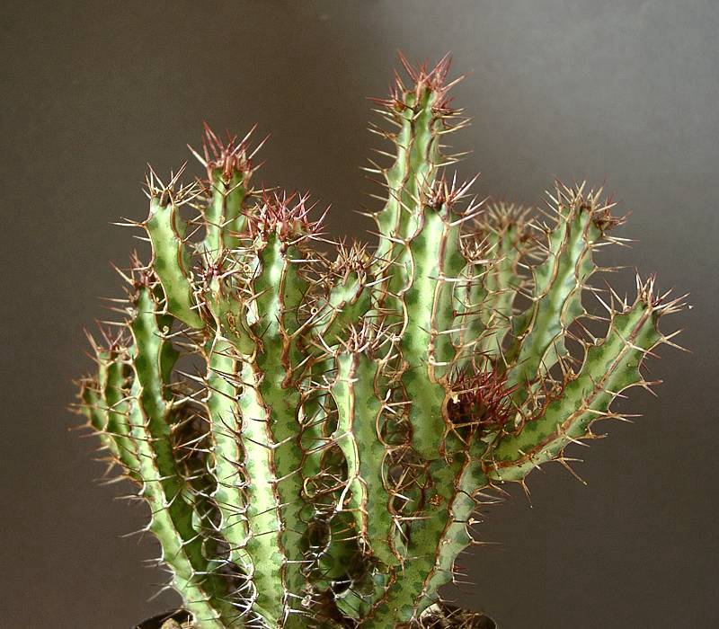 Euphorbia griseola var. nov.