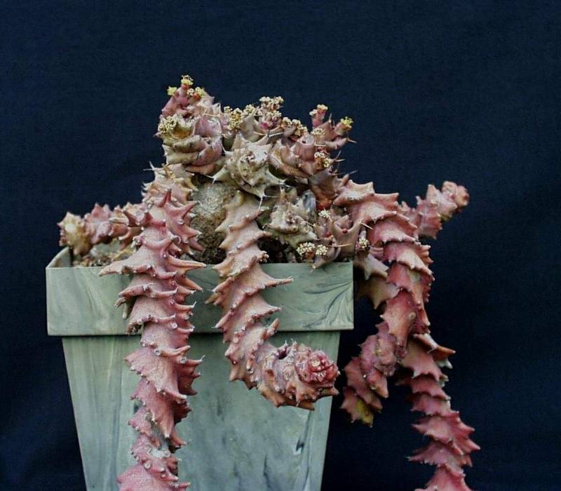 Euphorbia groenewaldii