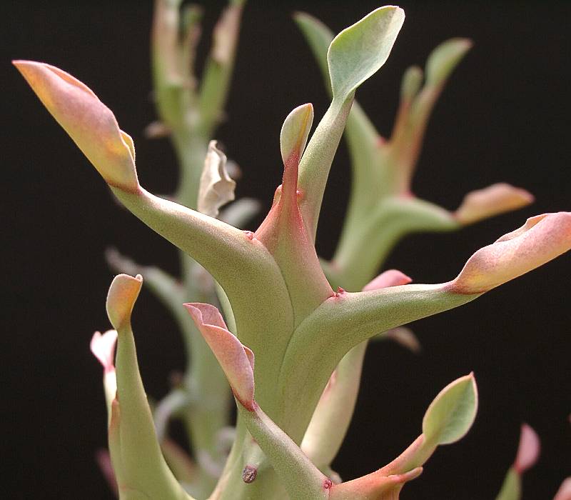 Euphorbia hamata fa. "peltigera"