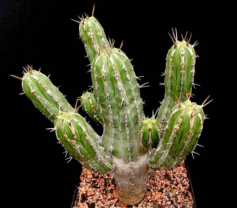 Euphorbia handiensis