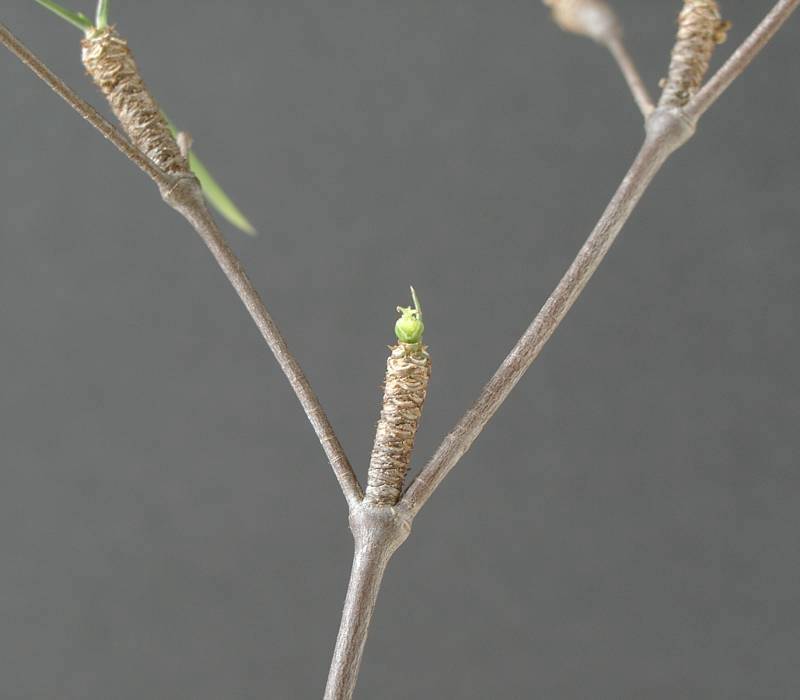 Euphorbia hedyotoides