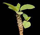 Euphorbia herman-schwartzii