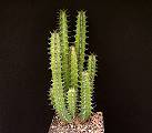 Euphorbia heterochroma ssp. heterochroma