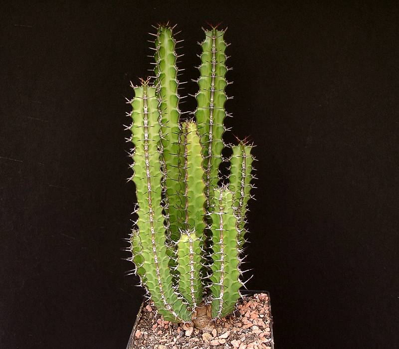 Euphorbia heterochroma ssp. heterochroma