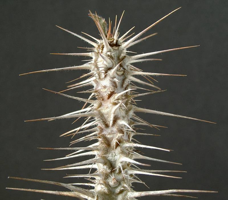 Euphorbia hofstaetteri