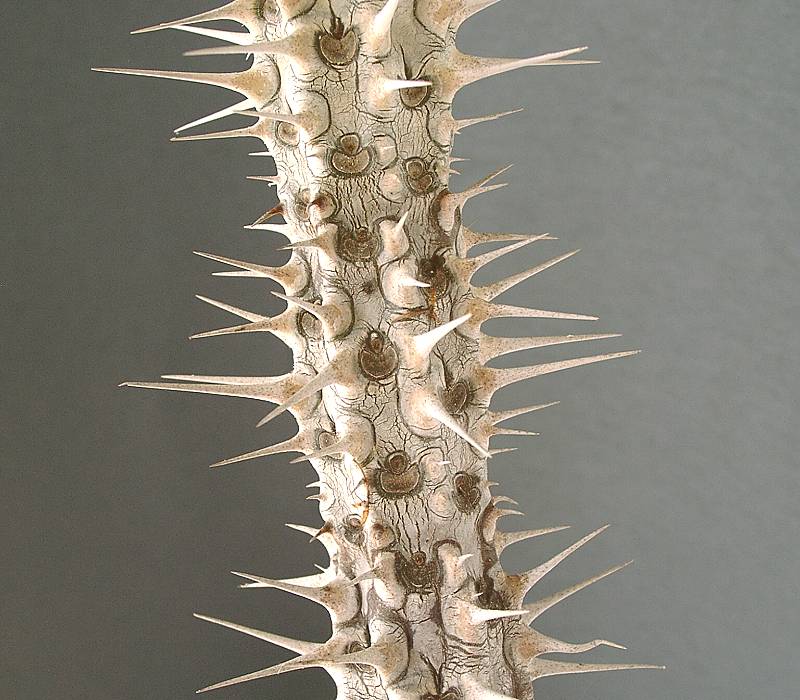 Euphorbia horombensis