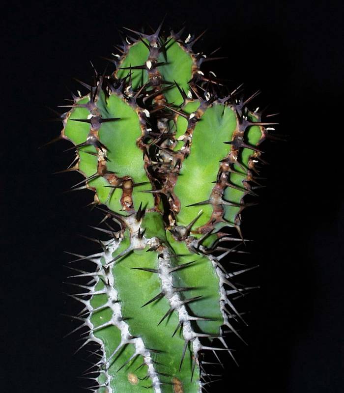 Euphorbia hottentotoa