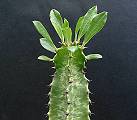 Euphorbia ingens