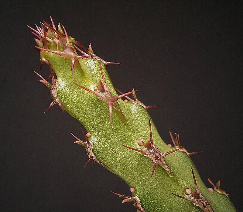 Euphorbia isacantha