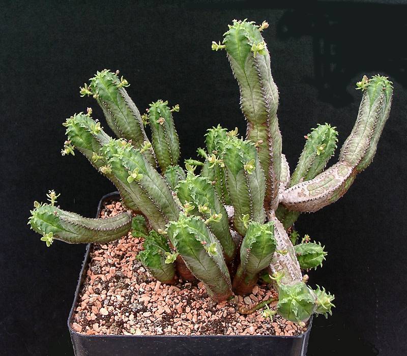 Euphorbia jansenvillensis