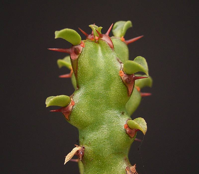 Euphorbia jubata