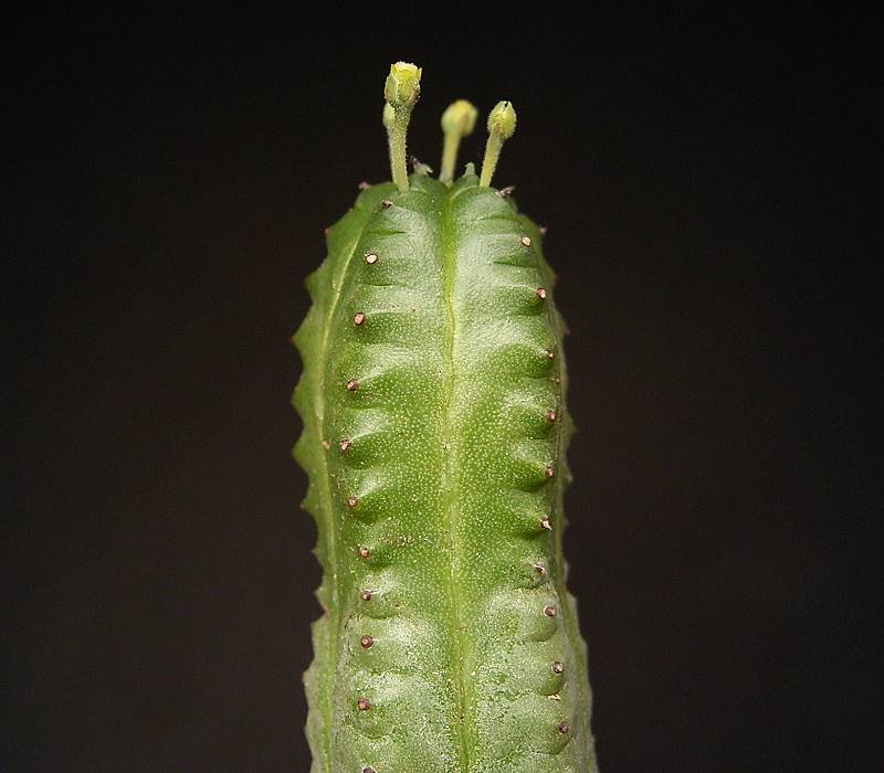 Euphorbia juglans