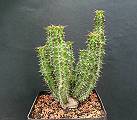 Euphorbia knobelii