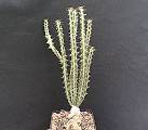 Euphorbia knuthii