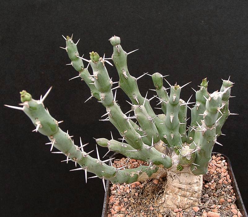 Euphorbia laikipiensis
