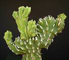 Euphorbia ledienii