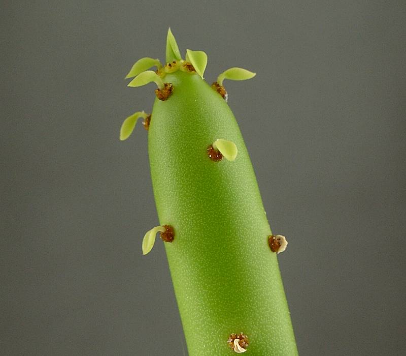 Euphorbia leucodendron ssp. leucodendron