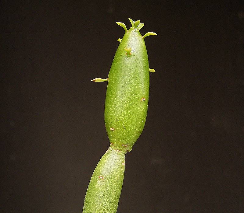 Euphorbia leucodendron ssp. oncoclada